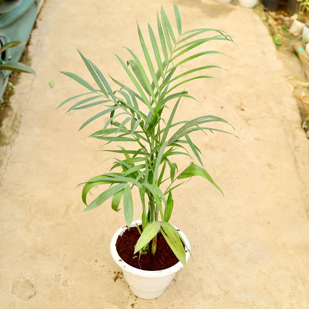 Buy Bamboo / Cane Palm (~ 4 Ft) in 10 Inch White Classy Plastic Pot Online | Urvann.com Bamboo / Cane Palm (~ 4 Ft) in 10 Inch White Classy Plastic Pot
