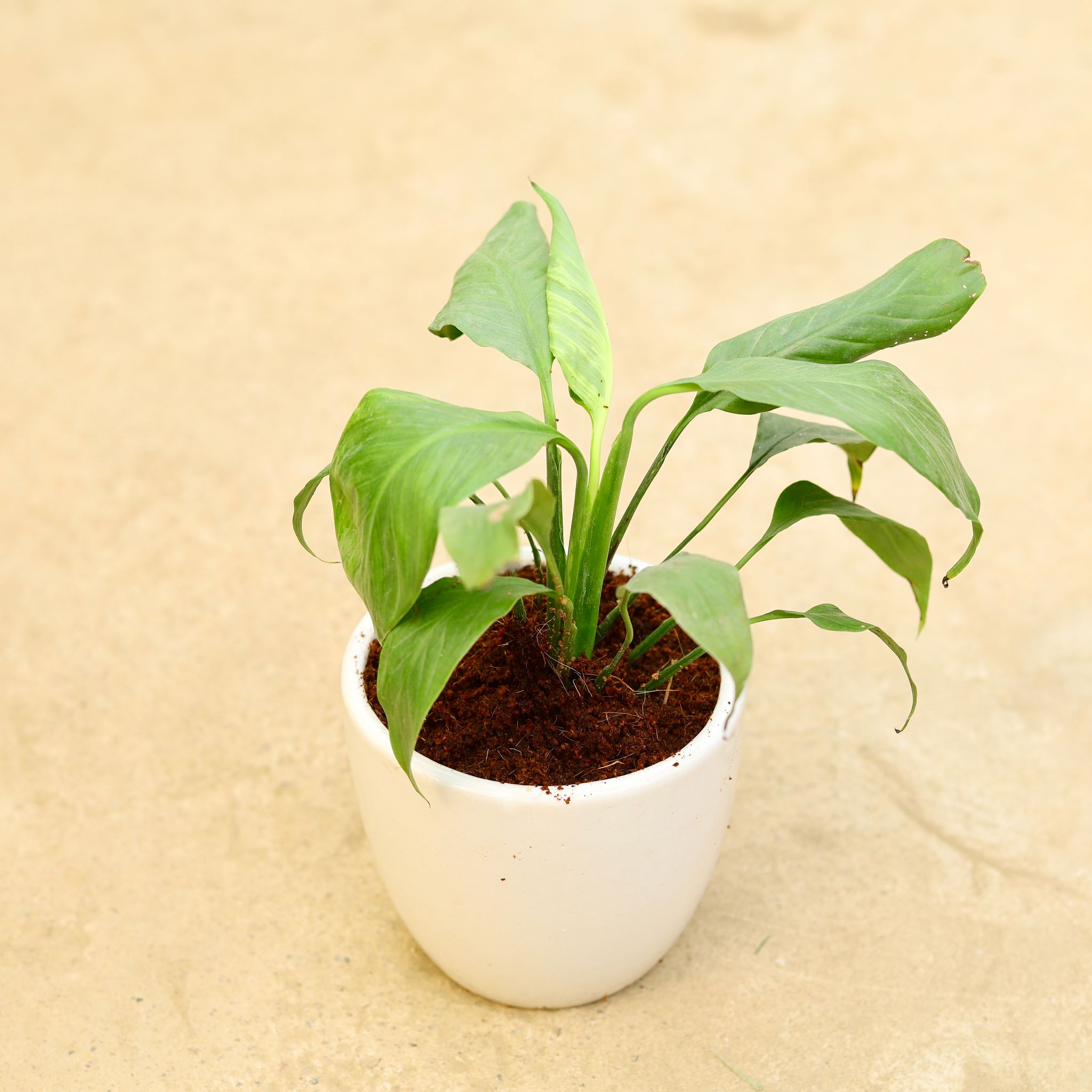 Peace Lily (any colour) in 6 Inch Classy White Cup Ceramic Pot