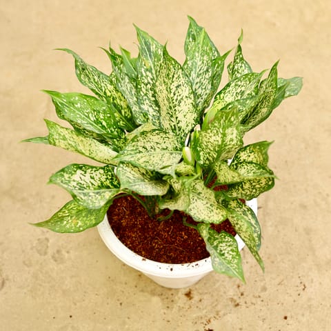 Aglaonema snow white in 10 Inch White Classy Plastic Pot