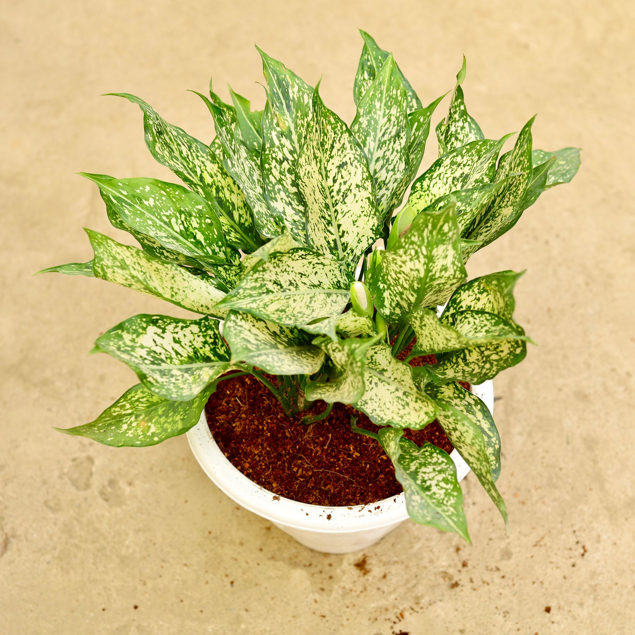 Aglaonema snow white in 10 Inch White Classy Plastic Pot