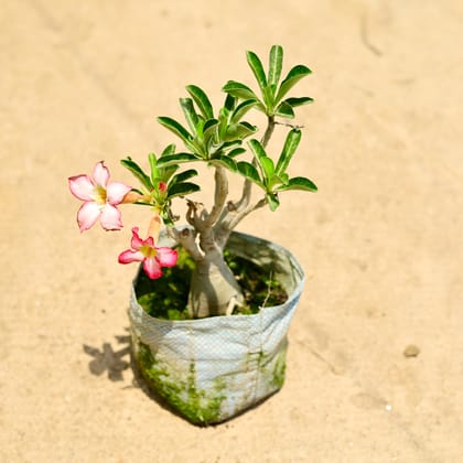 Buy Adenium (any colour) in 8 Inch Nursery Bag Online | Urvann.com