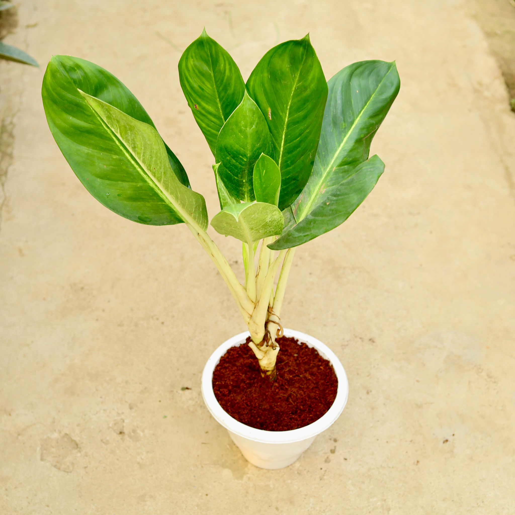 Aglaonema Jharna in 10 Inch White Classy Plastic Pot