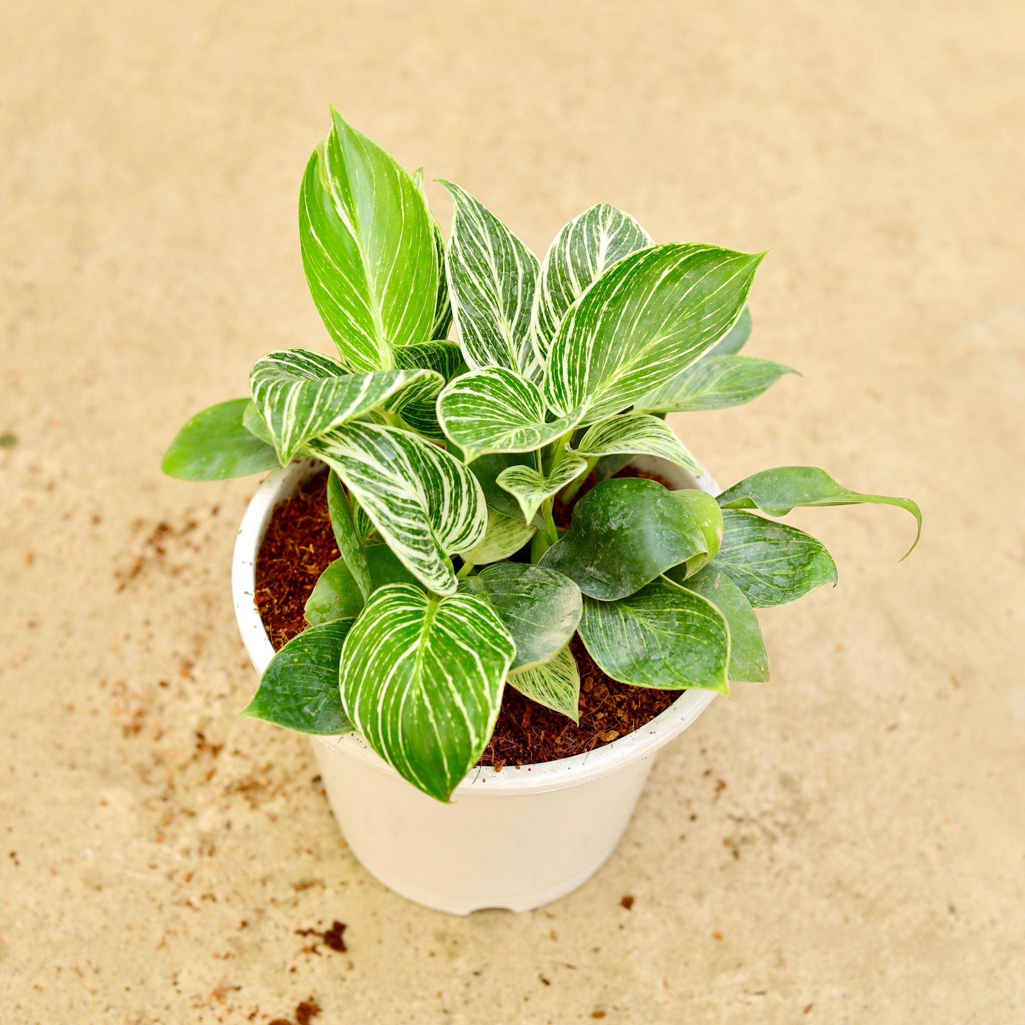 Philodendron Birkin in 8 Inch White Nursery Pot