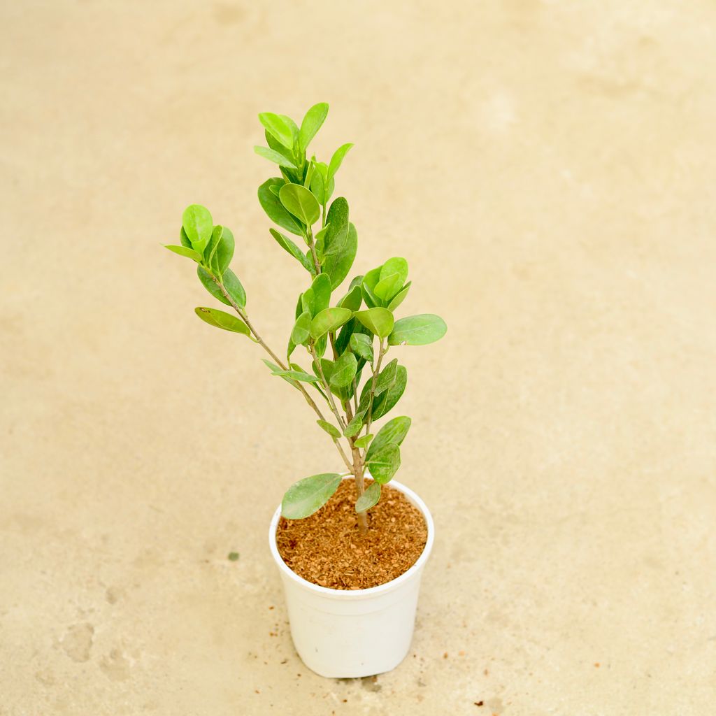 Ficus Moclaim in 5 Inch White Nursery Pot