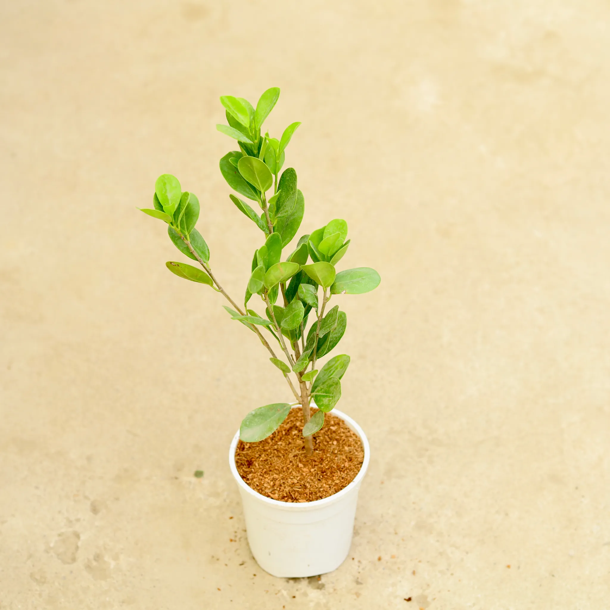 Ficus Moclaim in 5 Inch White Nursery Pot