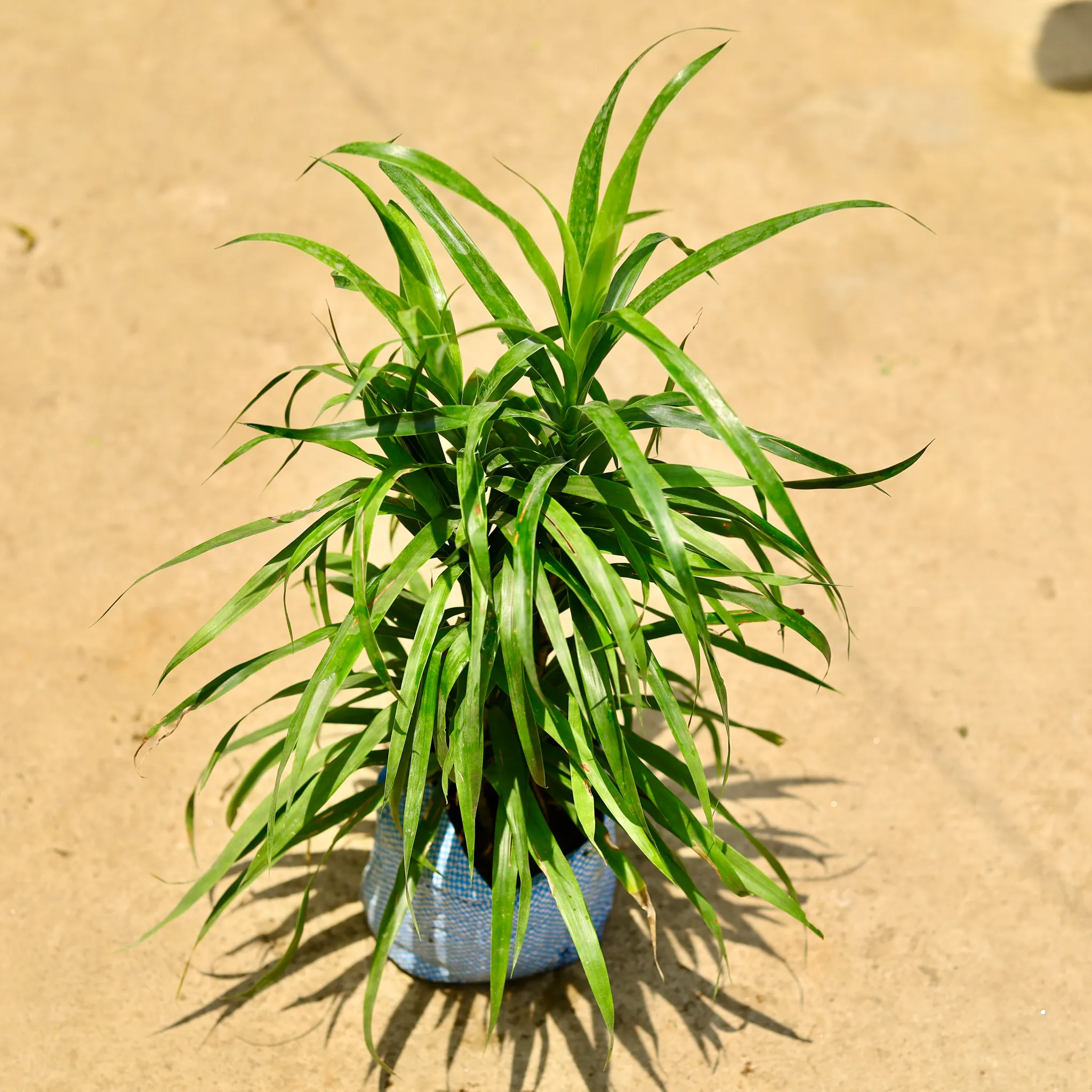 Dracaena Green in 8 Inch Nursery Bag