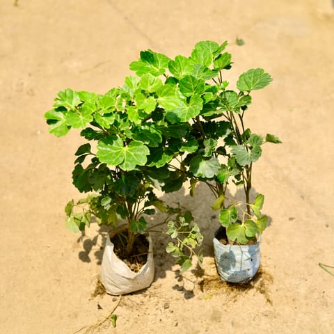 Set of 2 - Aralia apple leaf in 4 Inch Live Fresh Plant Nursery Bag in Karol Bagh