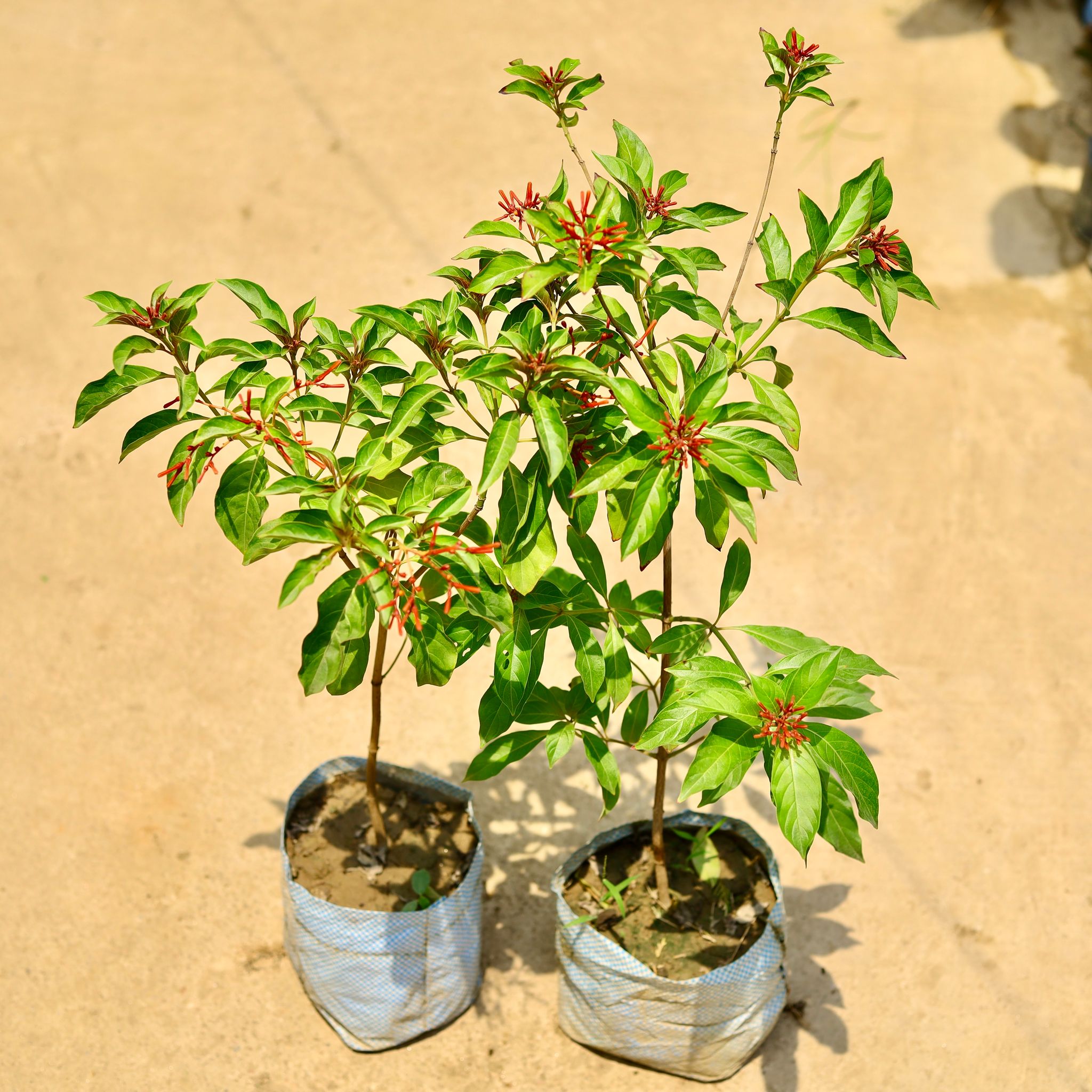 Set of 2 - Hamelia in 8 Inch Nursery Bag