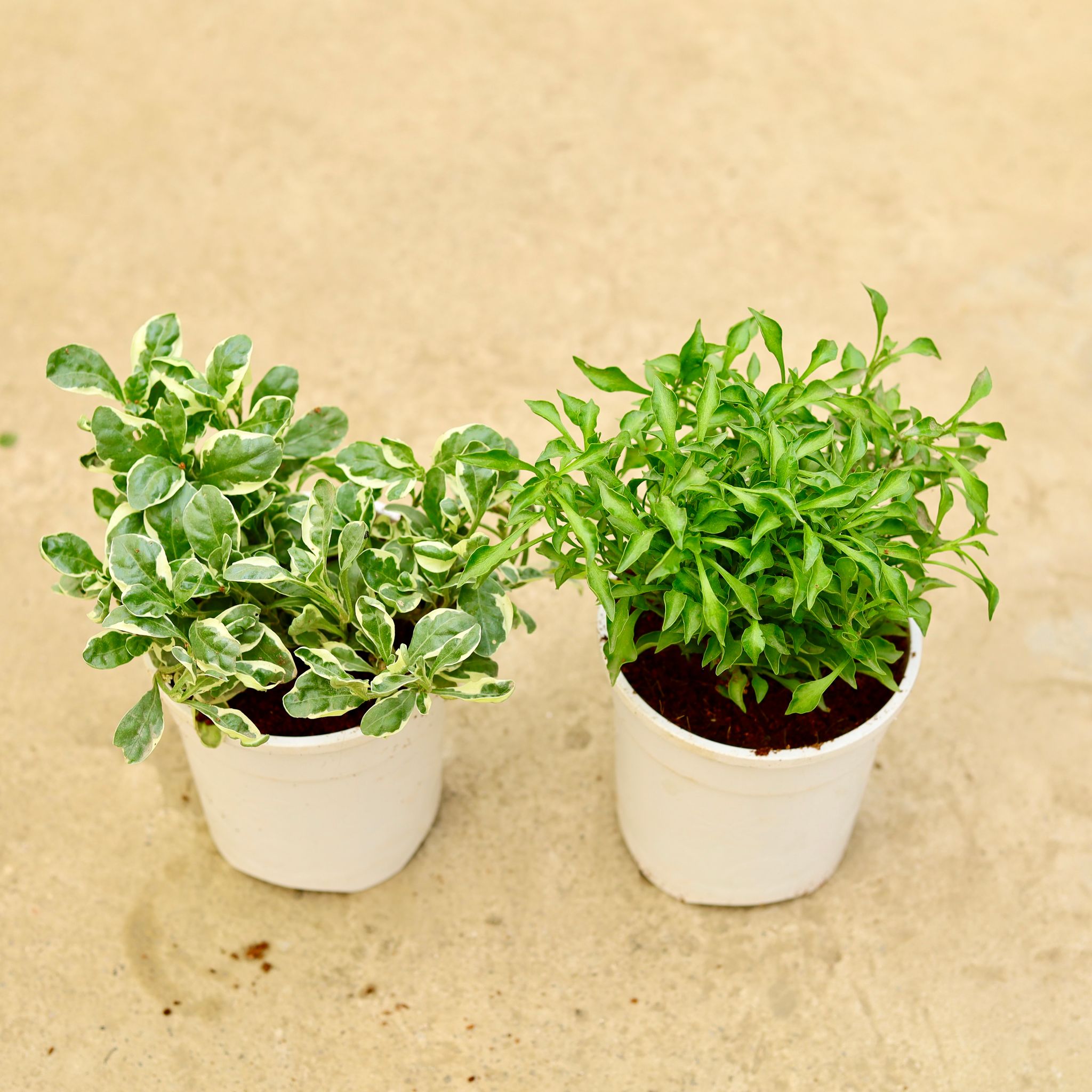 Set of 2 - Alternanthera - Green & White in 5 Inch White Nursery Pot