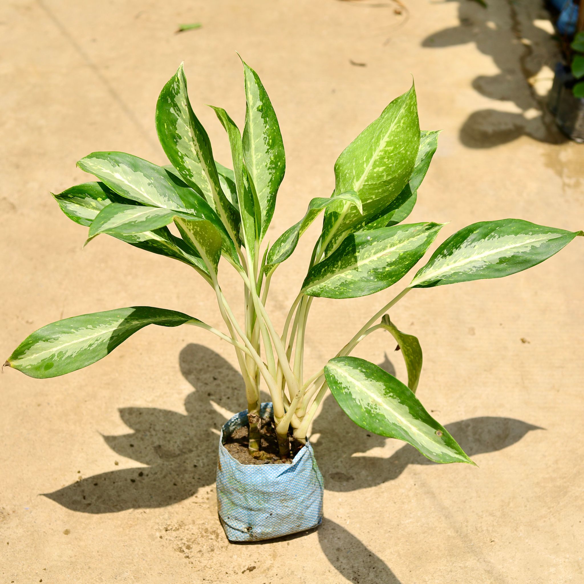Aglaonema Dove in 8 Inch Nursery Bag