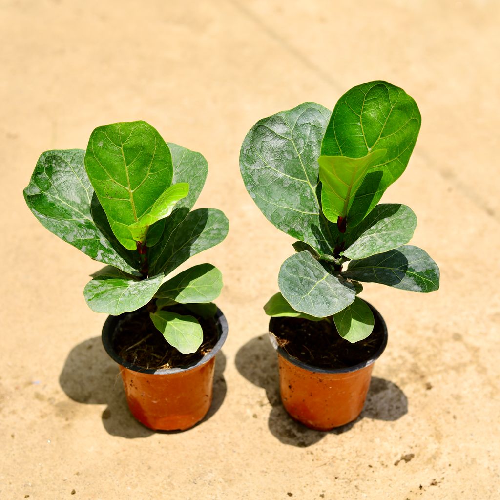 Buy Set of 2 - Fiddle Leaf Fig / Ficus Lyrata in 4 Inch Nursery Pot Online | Urvann.com Set of 2 - Fiddle Leaf Fig / Ficus Lyrata in 4 Inch Nursery Pot