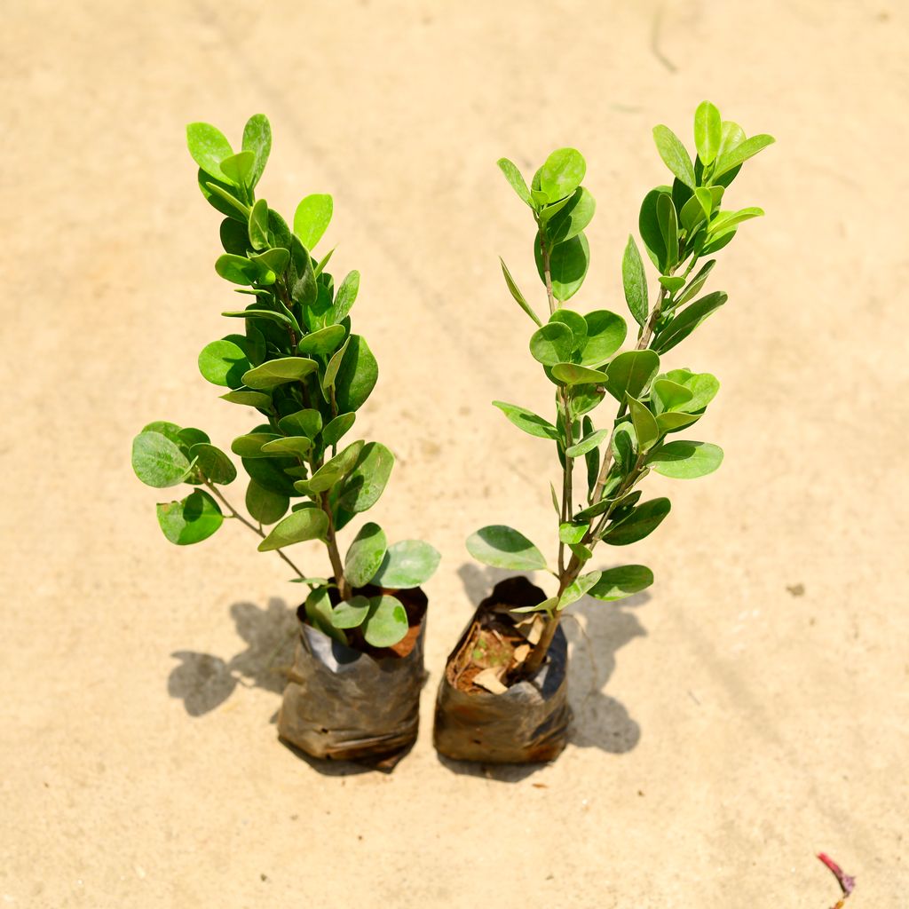 Buy Set of 2 - Ficus Moclaim in 3 Inch Nursery Bag Online | Urvann.com Set of 2 - Ficus Moclaim in 3 Inch Nursery Bag
