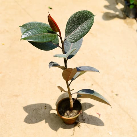 Rubber Green in 6 Inch Nursery Pot