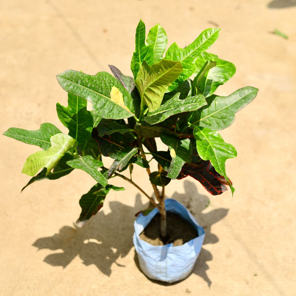 Croton Petra in 8 Inch Nursery Bag