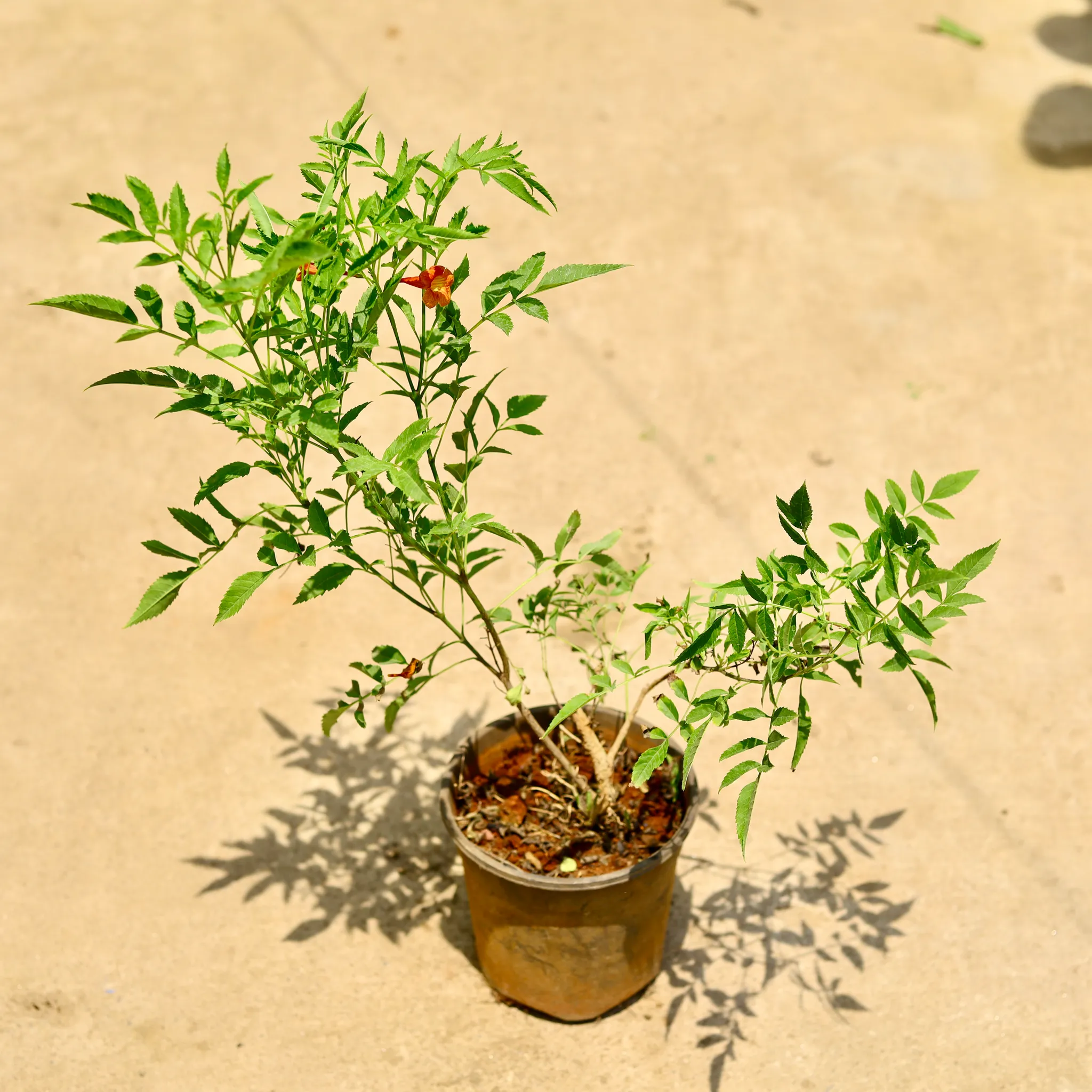 Tecoma red in 6 Inch Nursery Pot