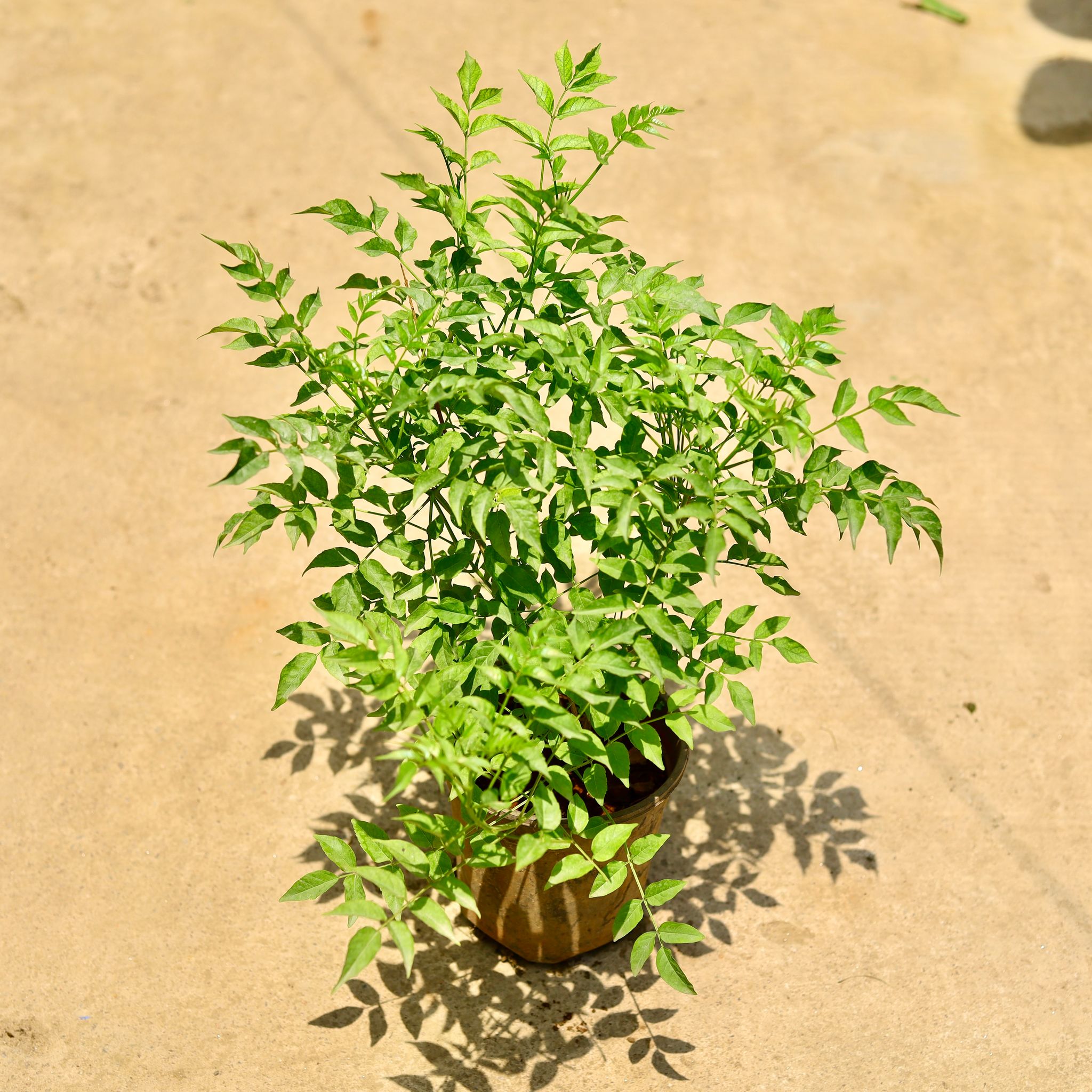 Tecoma (any colour) in 6 Inch Nursery Pot