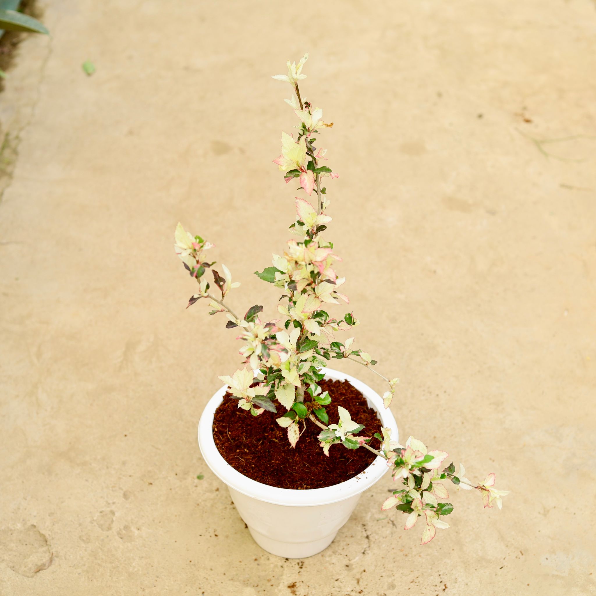Hibiscus / Gudhal Vareigated (any colour) in 10 Inch White Classy Plastic Pot
