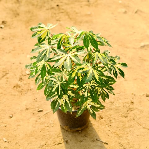 Tapioca / Cassava in 10 Inch Live Plant Nursery Pot