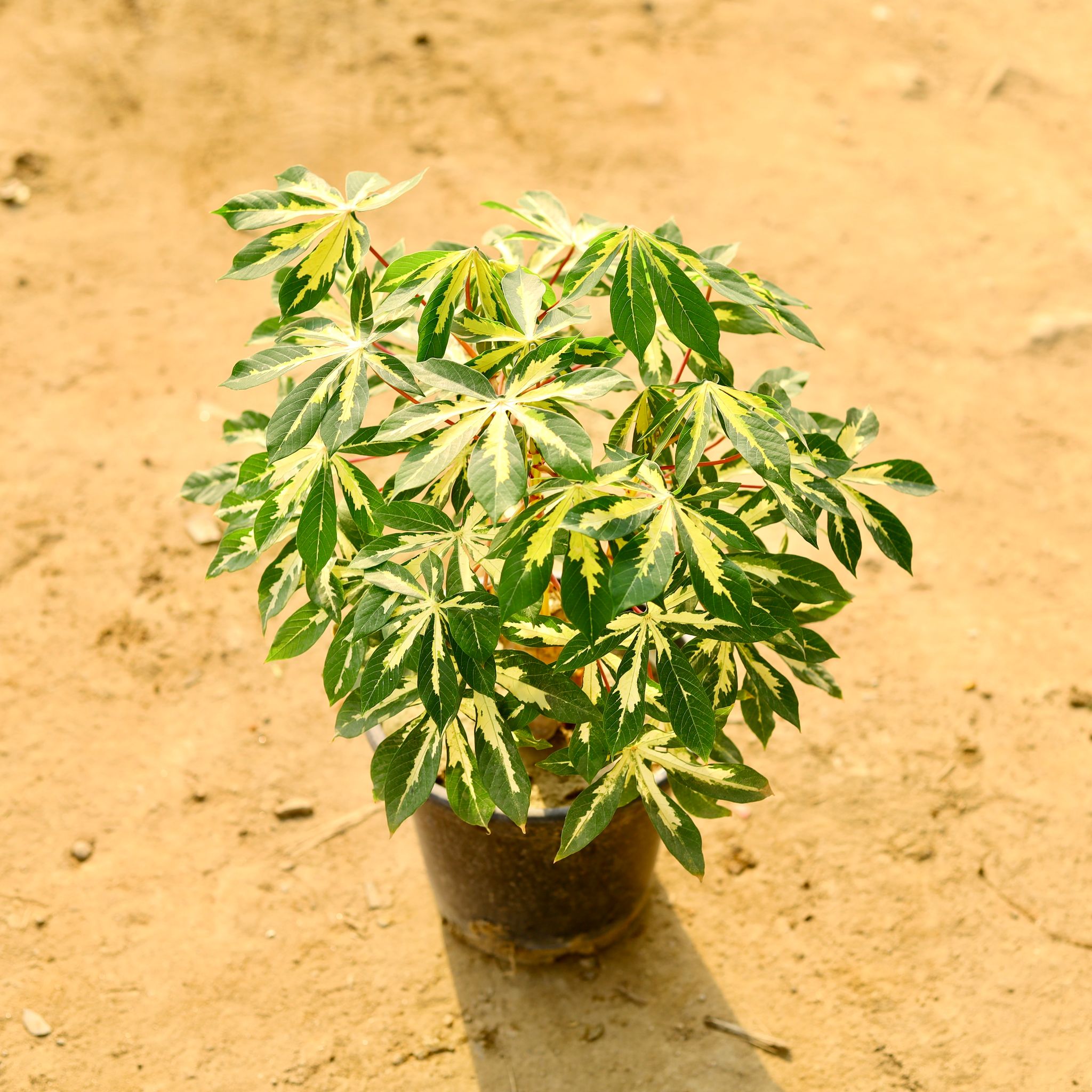 Tapioca / Cassava in 10 Inch Nursery Pot