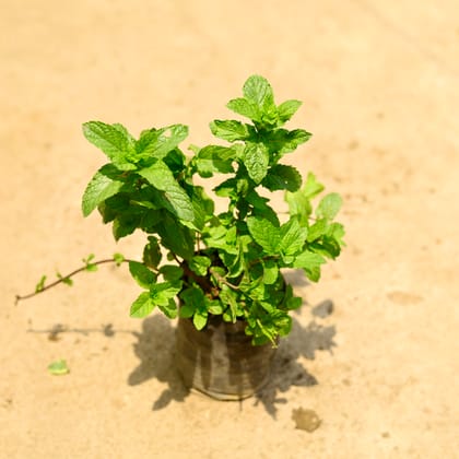 Buy Mint /Pudina in 4 Inch Nursery Bag Online | Urvann.com