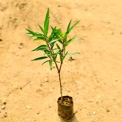 Sukh Shanti in 4 Inch Nursery Bag