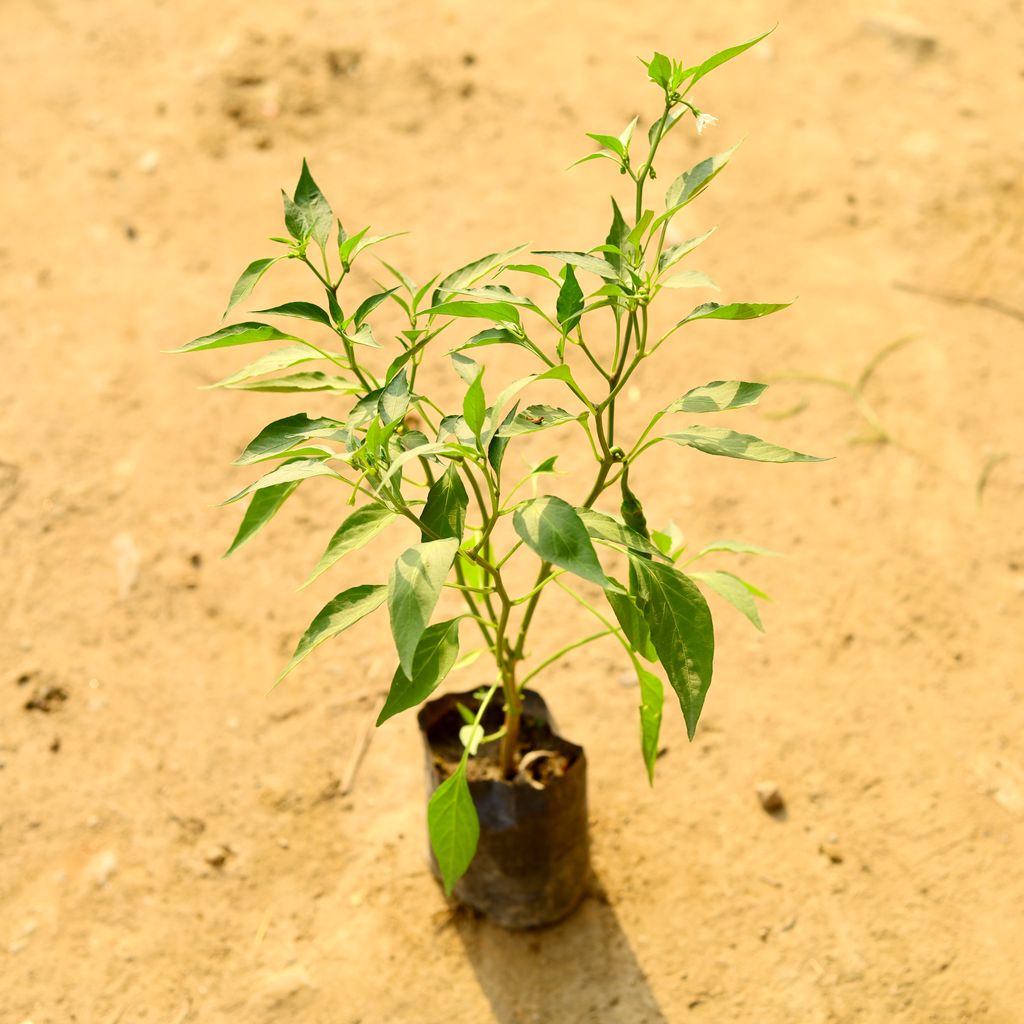 Buy Chilli / Mirchi Green in 4 Inch Nursery Bag Online | Urvann.com Chilli / Mirchi Green in 4 Inch Nursery Bag