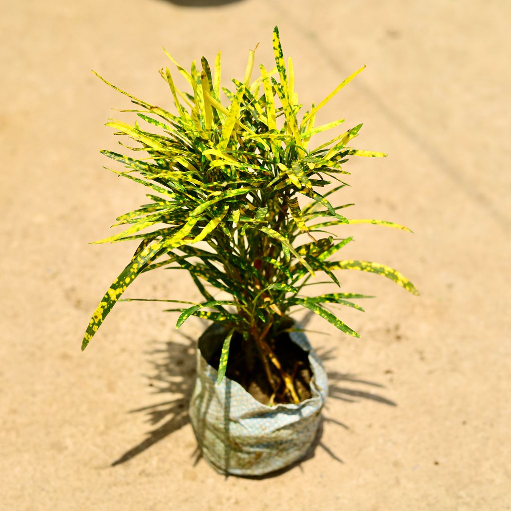 Buy Chironji Croton in 4 Inch Nursery Bag Online | Urvann.com Chironji Croton in 4 Inch Nursery Bag