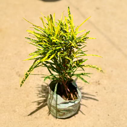 Buy Chironji Croton  in 4 Inch Nursery Bag Online | Urvann.com