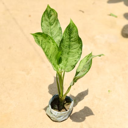 Buy Aglaonema Dove in 4 Inch Nursery Bag Online | Urvann.com