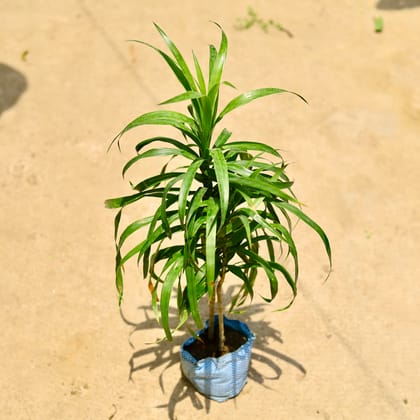 Buy Dracaena Green in 4 Inch Nursery Bag Online | Urvann.com