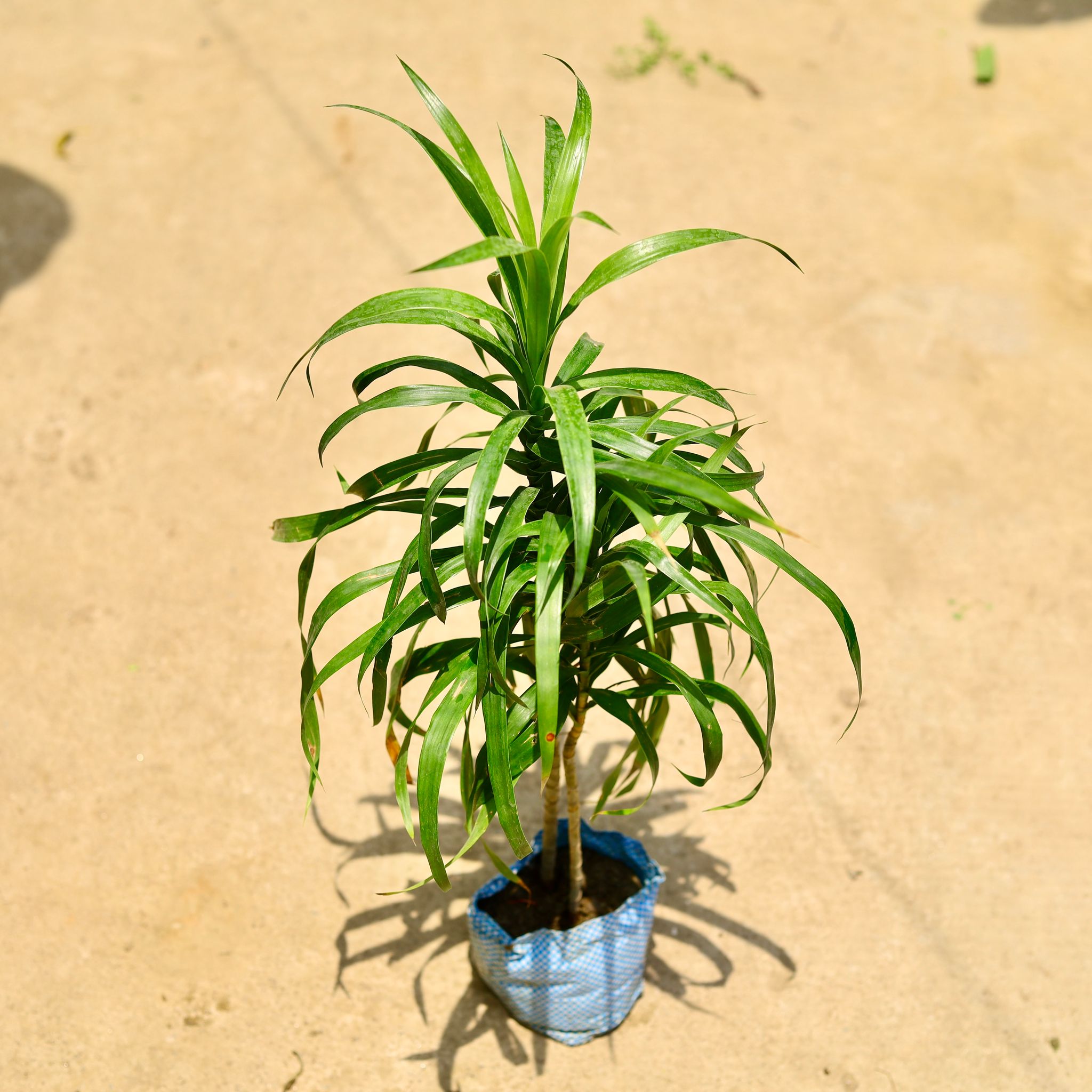 Dracaena Green in 4 Inch Nursery Bag