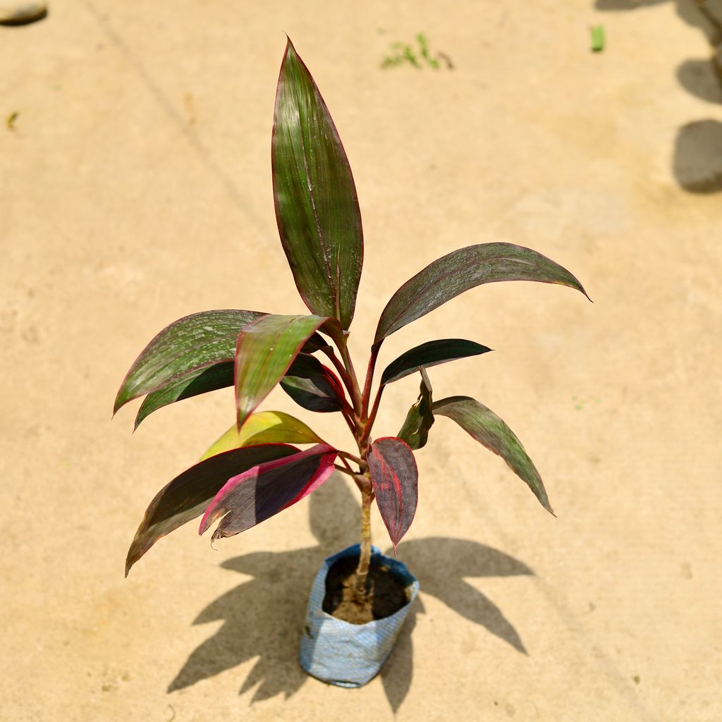 Buy Dracaena Mahatma in 4 Inch Nursery Bag Online | Urvann.com Dracaena Mahatma in 4 Inch Nursery Bag