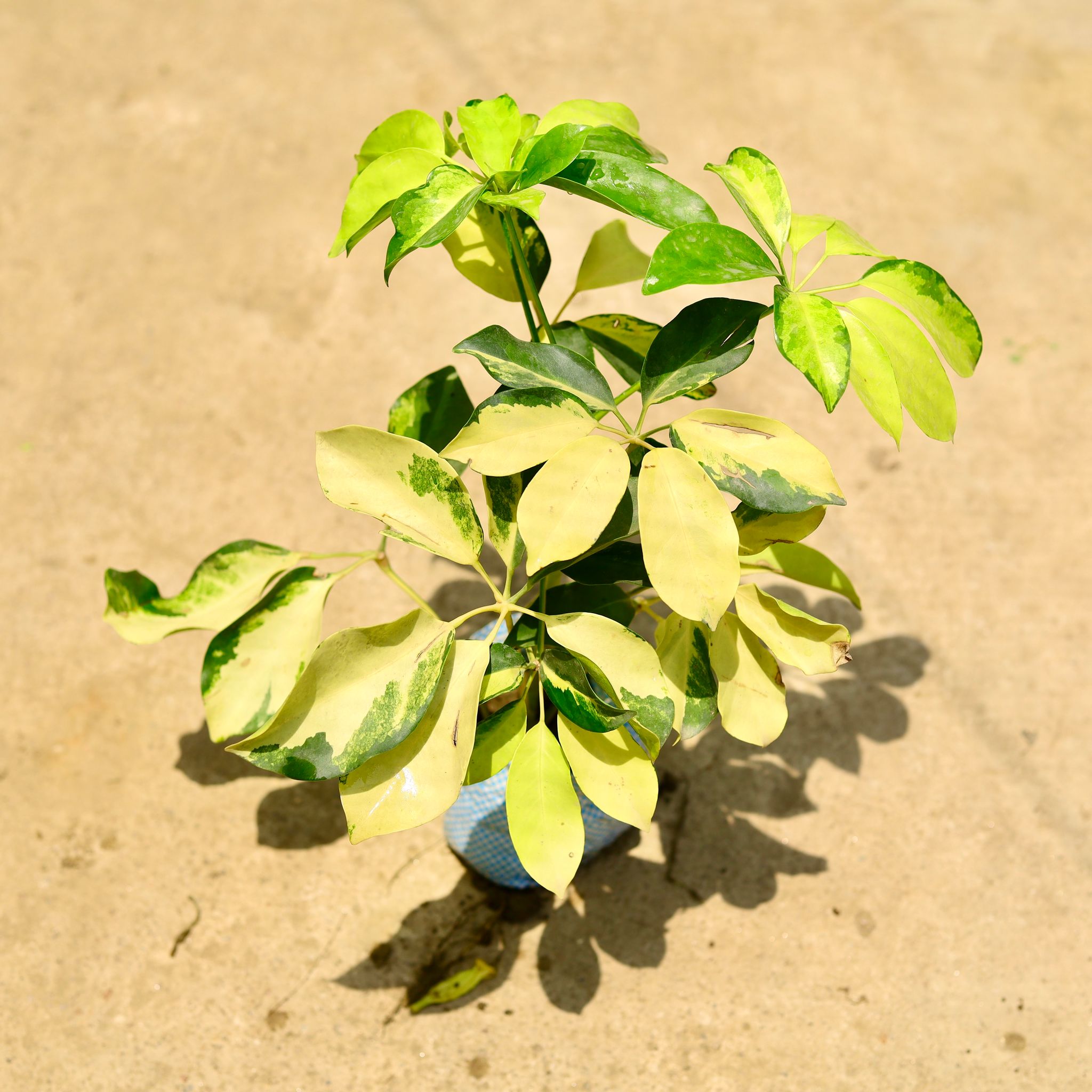 Schefflera Brassia in 4 Inch Nursery Bag