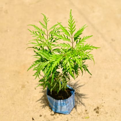 Buy Aralia Neem in 4 Inch Nursery Bag Online | Urvann.com
