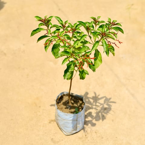 Hamelia in 8 Inch Nursery Bag