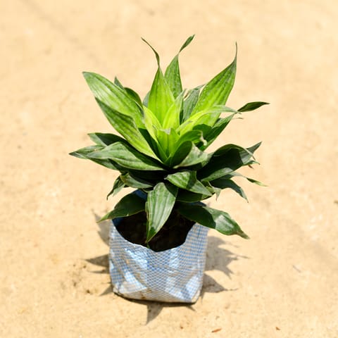 Dracaena Compacta in 4 Inch Nursery Bag
