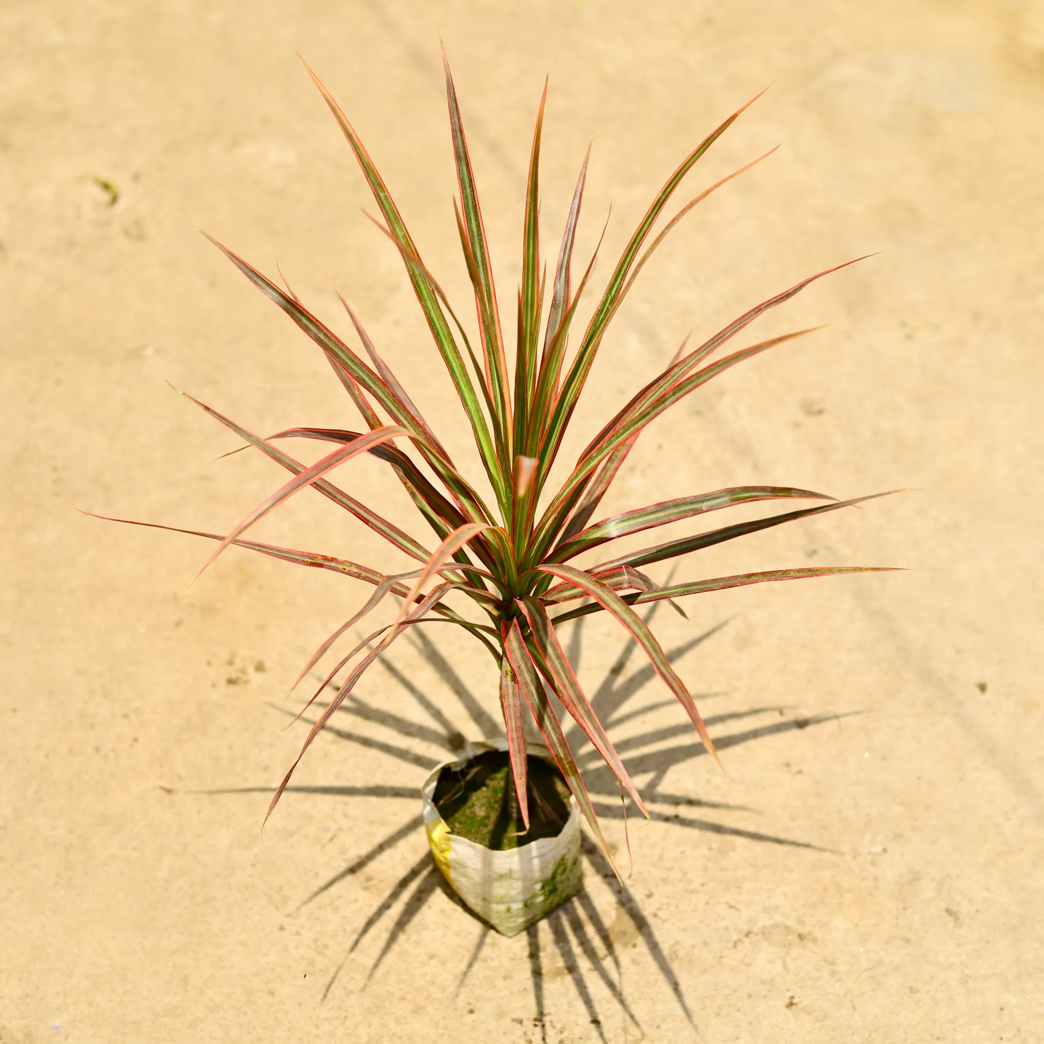 Dracaena Colorama / Marginata Red in 4 Inch Nursery Bag