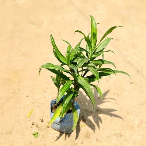 Dracaena Messenger / Song Of India in 4 Inch Nursery Bag