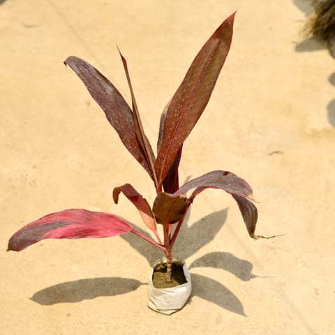 Dracaena Red in 4 Inch Nursery Bag