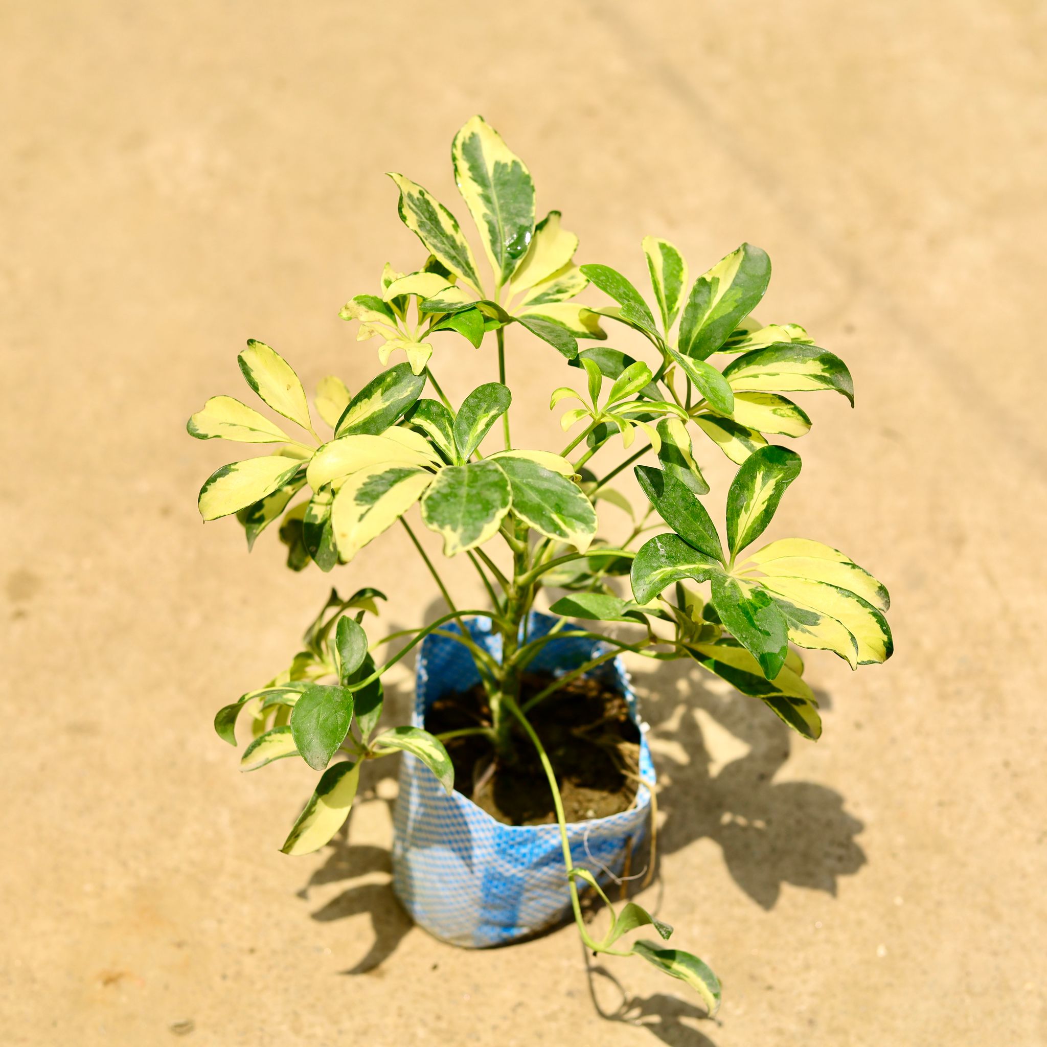 Schefflera Vareigated in 4 Inch Nursery Bag