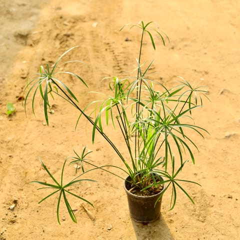 Umbrella Palm in 6 Inch Nursery Pot
