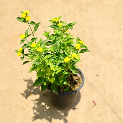 Buy Lantana Yellow in 8 Inch Nursery Pot Online | Urvann.com