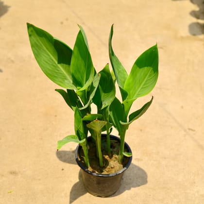 Buy Canna Lily (any colour) in 8 Inch Nursery Pot Online | Urvann.com