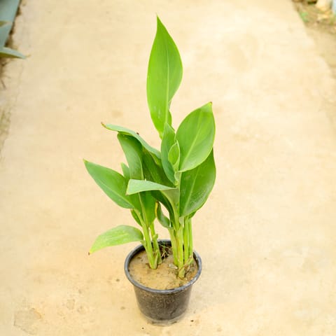 Canna Lily (yellow) in 8 Inch Nursery Pot