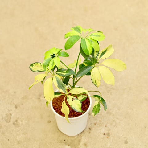 Schefflera Brassia in 5 Inch White Nursery Pot