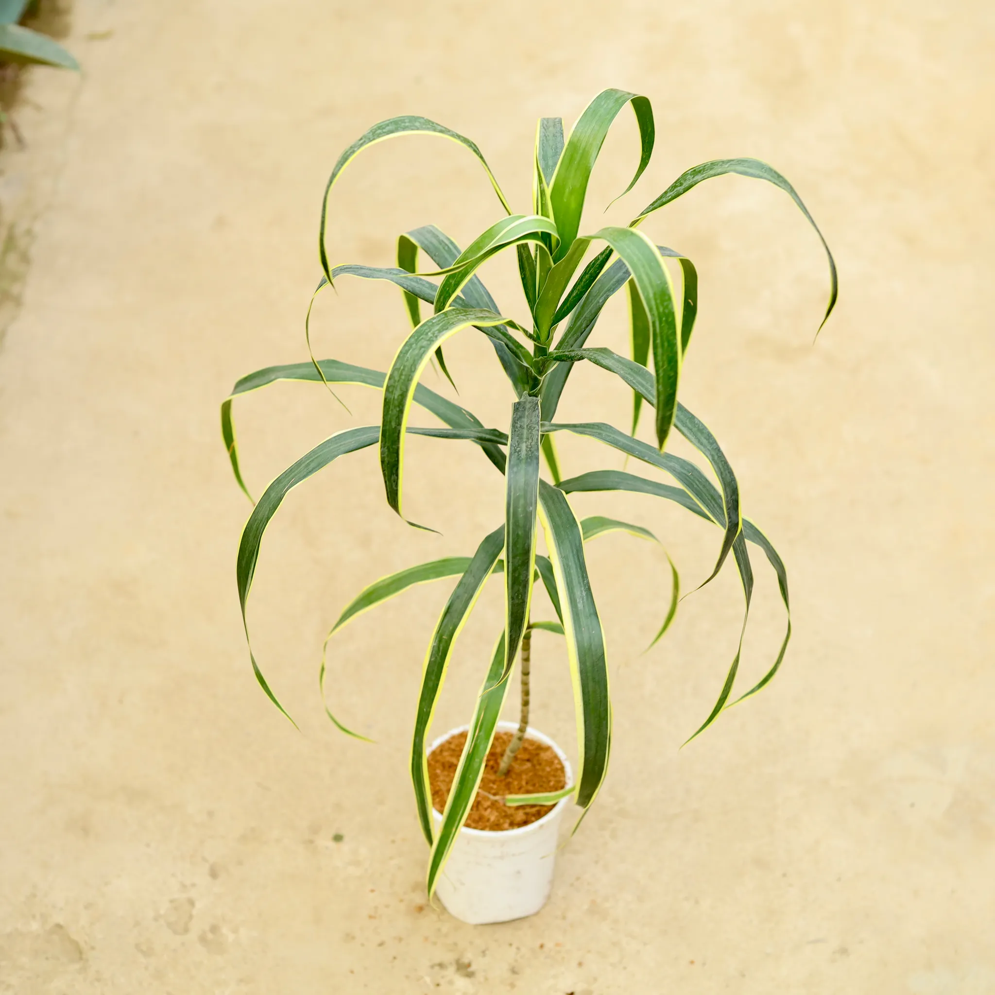 Dracaena Varmica in 5 Inch White Nursery Pot