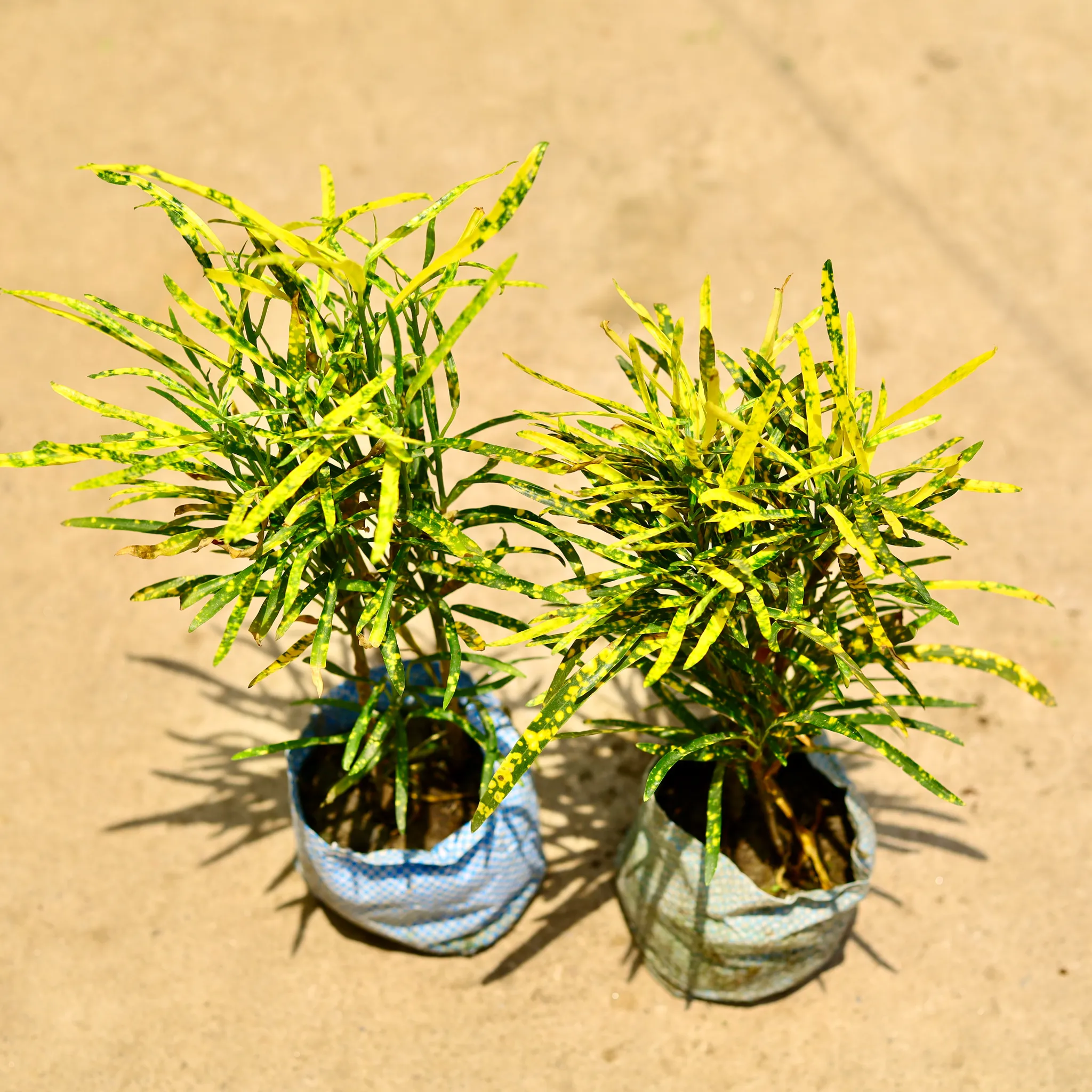 Set of 2 - Chironji Croton in 4 Inch Nursery Bag