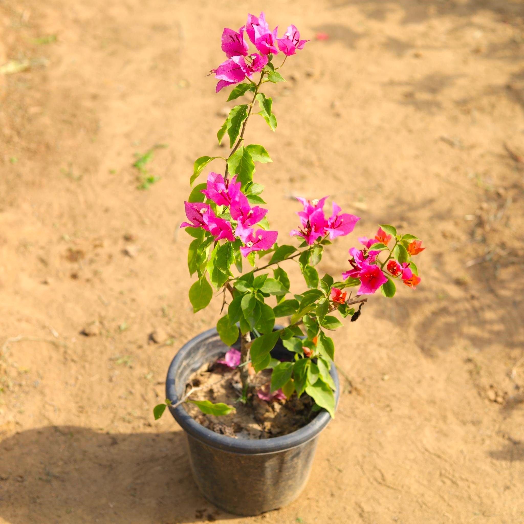 Large Bushy Bougainvillea Multiflora in 8 Inch Nursery Pot