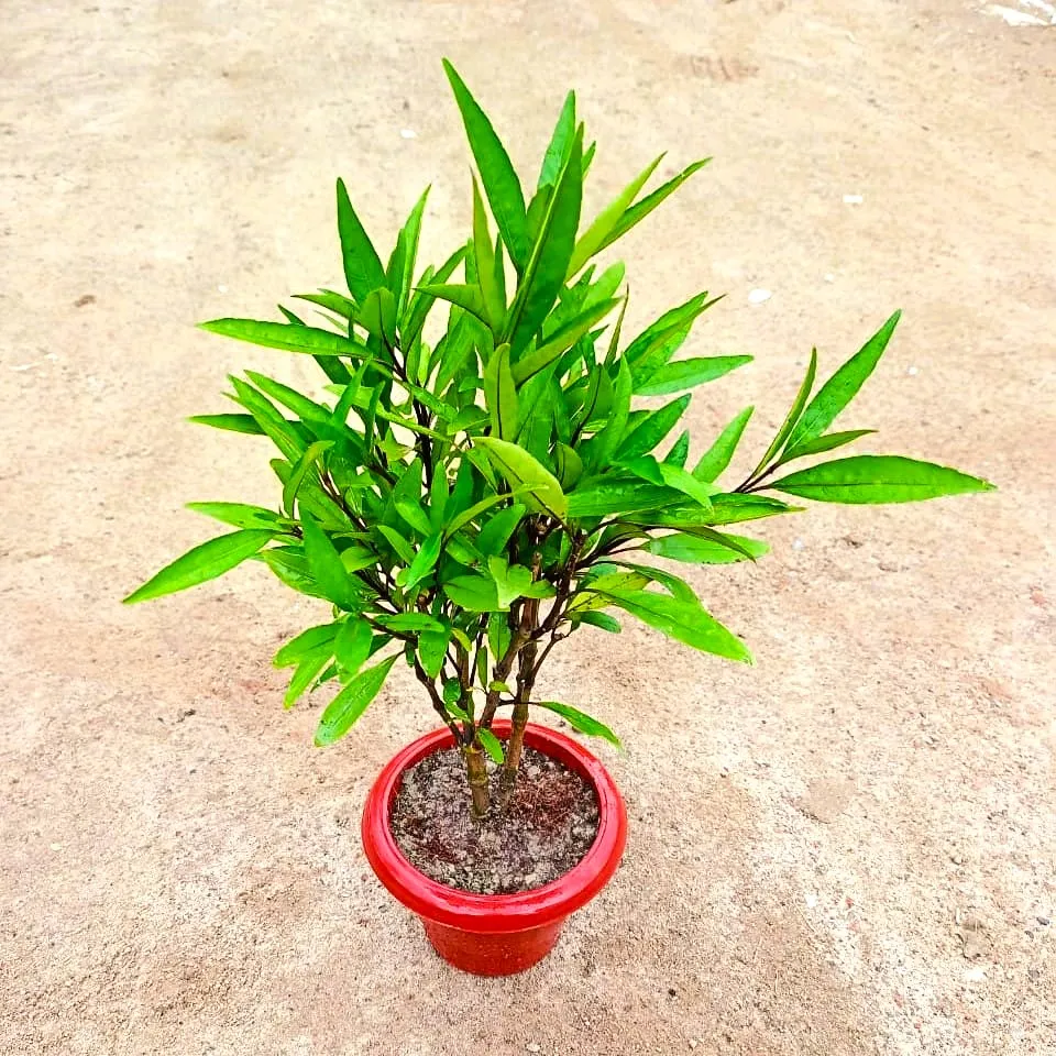 Sukh shanti in 6 Inch Classy Red Plastic Pot