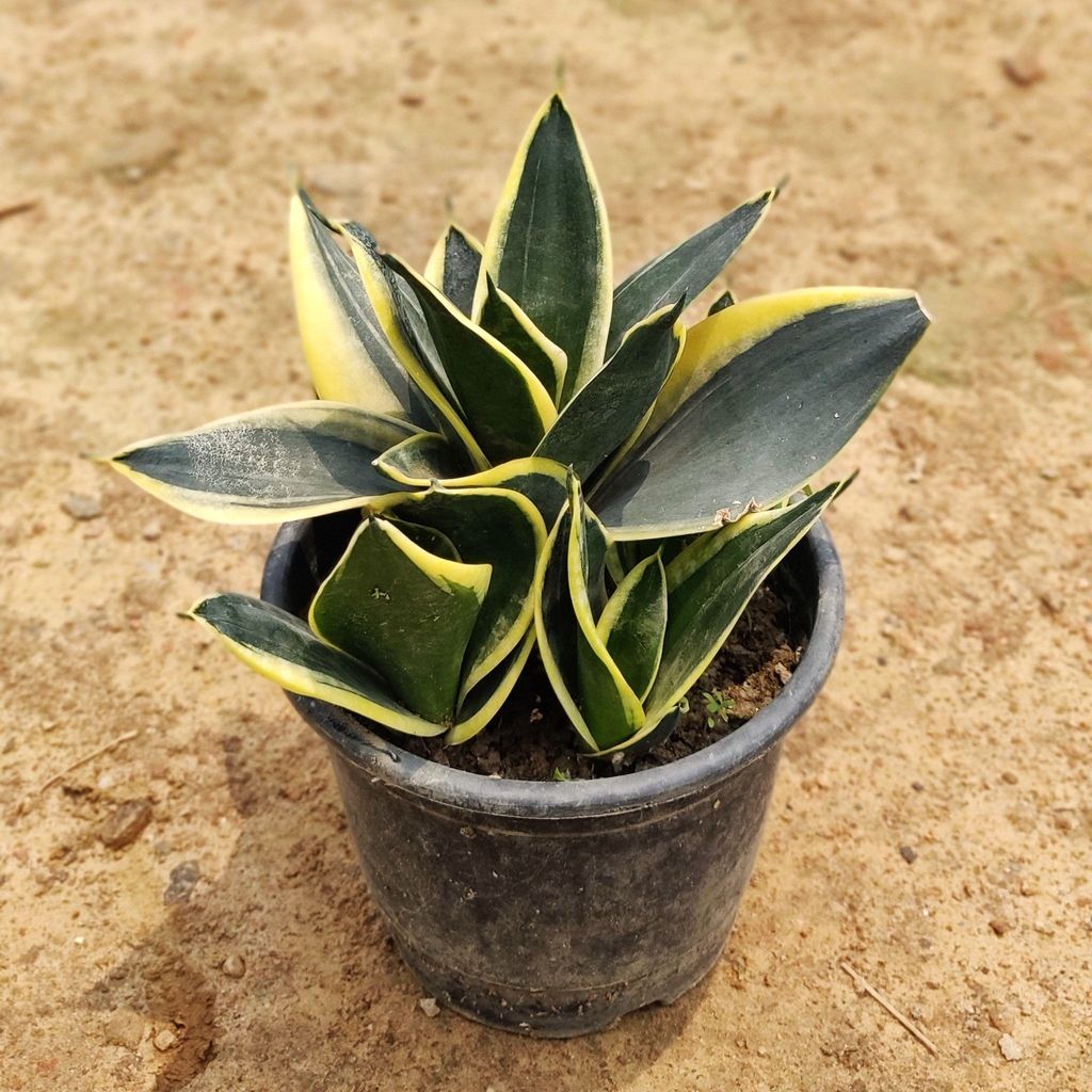 Snake Plant Dwarf in 6 Inch Nursery Pot Snake Plant Dwarf in 6 Inch Nursery Pot
